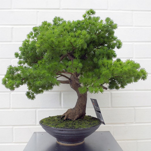 50cm Artificial Luxury Pine Bonsai Tree Leaf