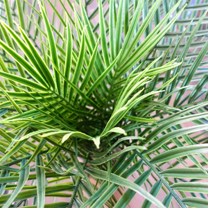120cm Cycas Palm Tree UV Resistant Outdoor Leaf