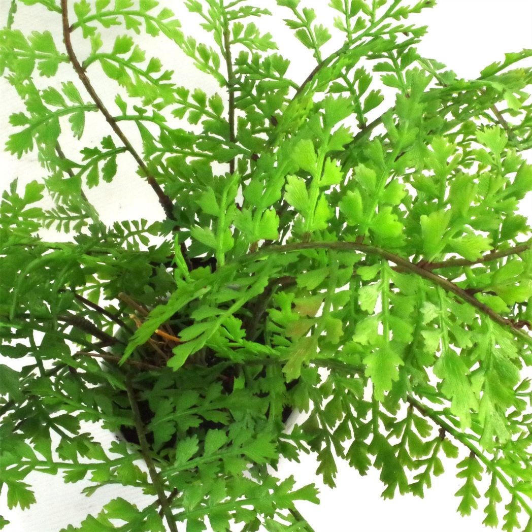 30cm Artificial Potted Royal Fern Leaf