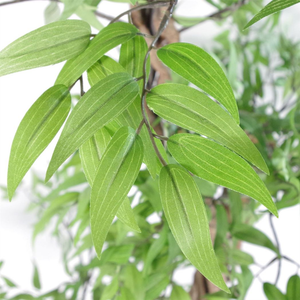 140cm Realistic Artificial Japanese Fruticosa Tree Ficus Tree Leaf